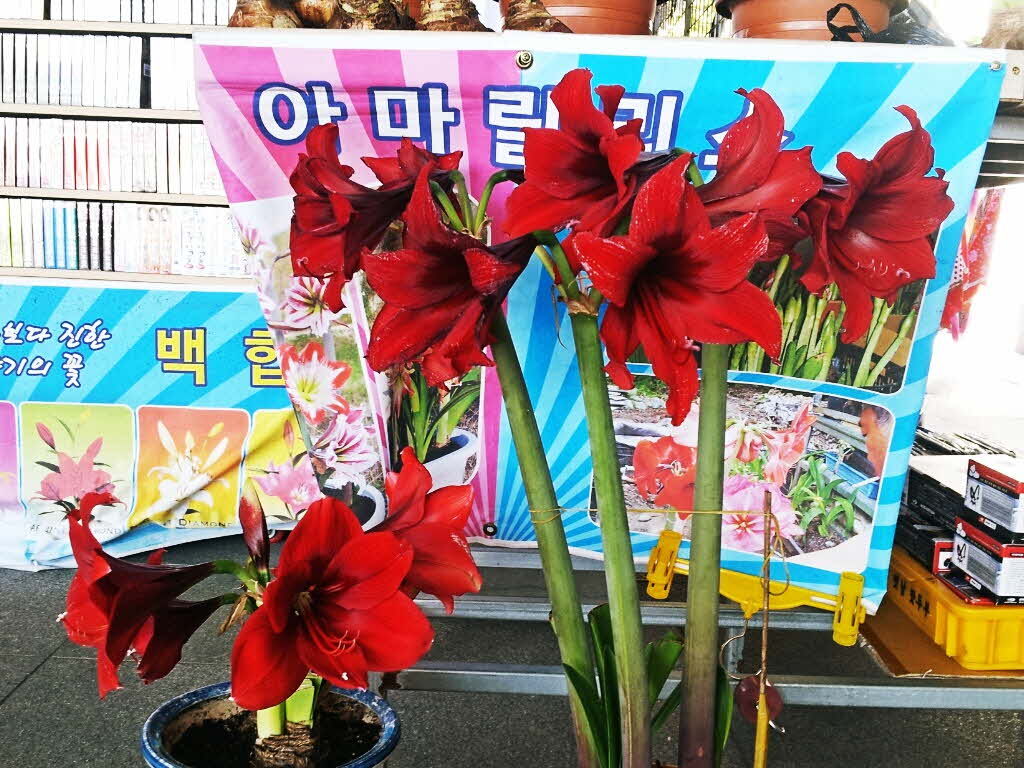 가며오며 이미지
