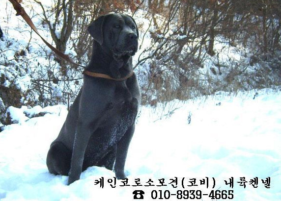 다옴 이미지