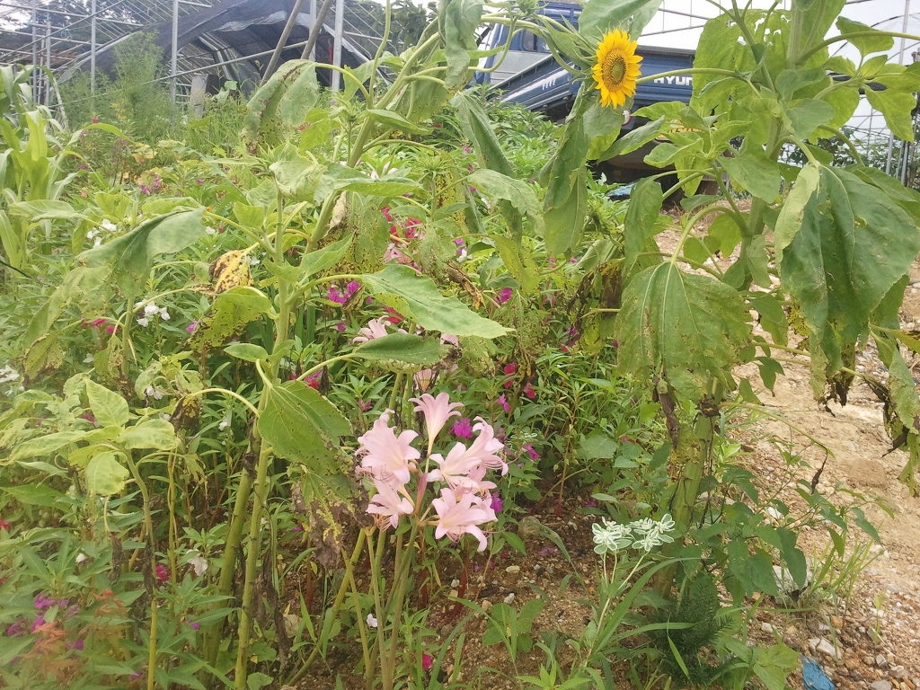 해바라기농산 이미지
