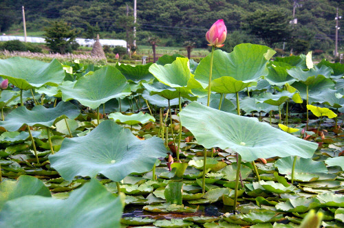 상리공원 이미지