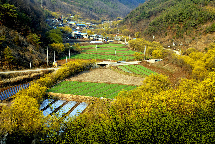 노래꽃피는마을 이미지