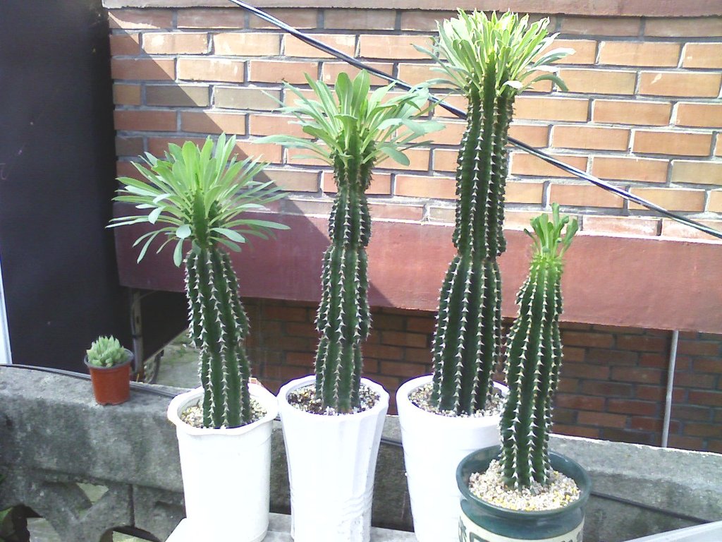 꽃과정 이미지