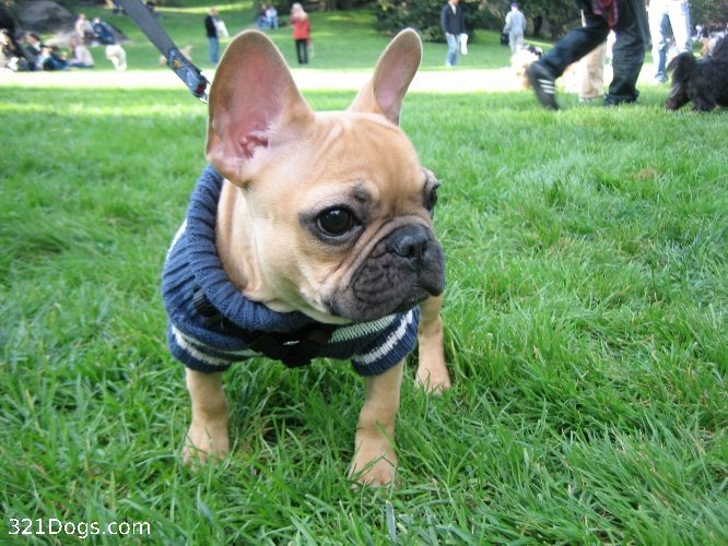 불독(bulldog) 이미지