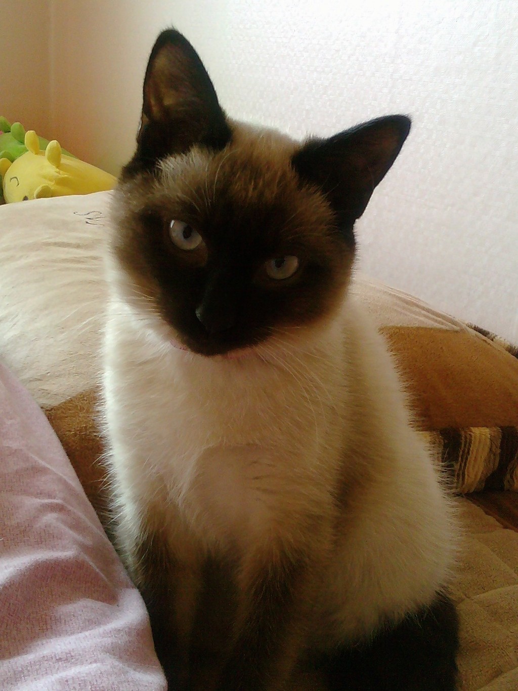 꼴통집 이미지