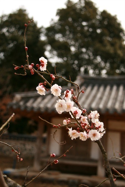 산유화 이미지