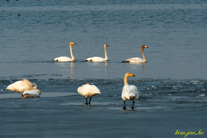 어린왕자의들꽃사랑마을