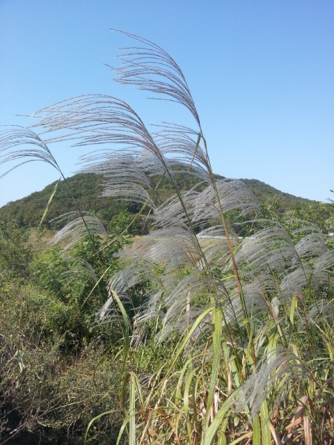 돌랑꽃 이미지