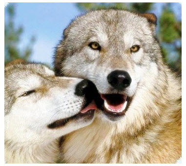 죽을때까지 한 여자만 바라본다는 늑대.jpg | 인스티즈