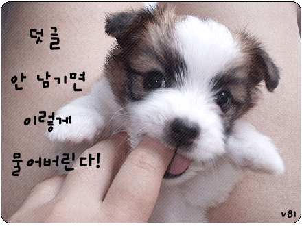 알아 이미지