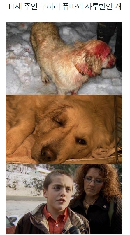 개의 일생 | 인스티즈