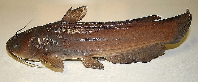 1530C1474D4E9BB035257C