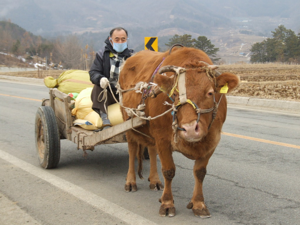 소 달구지 이미지