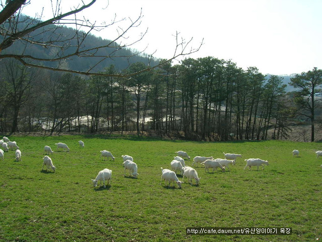 산양농장 이미지