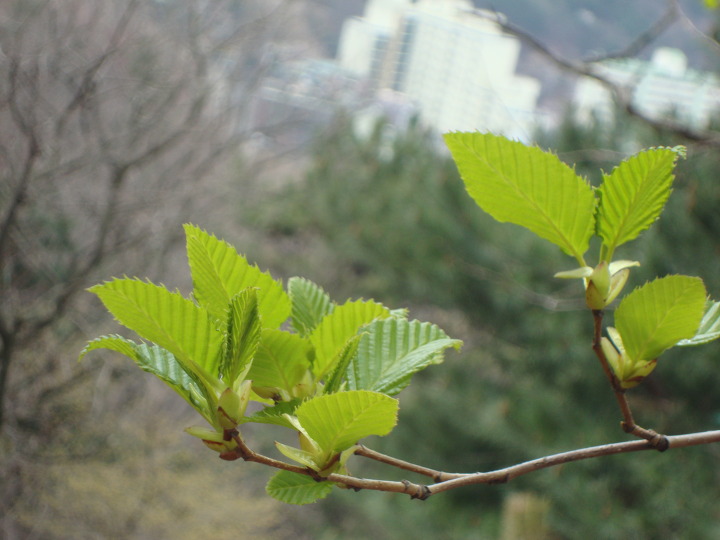 꽃향기풀내음 이미지