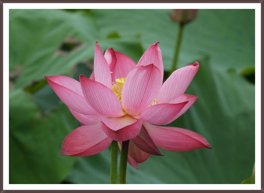 연꽃마을 건넌들 이미지