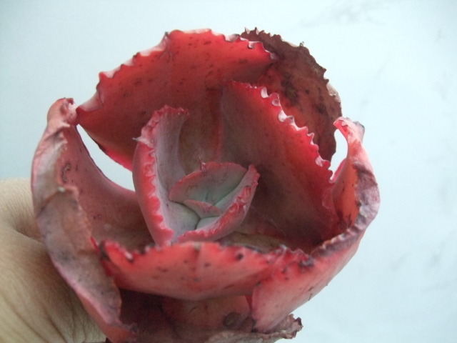 스트로우베리(strawberry) 이미지