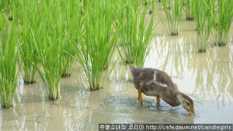 농군마을 이미지