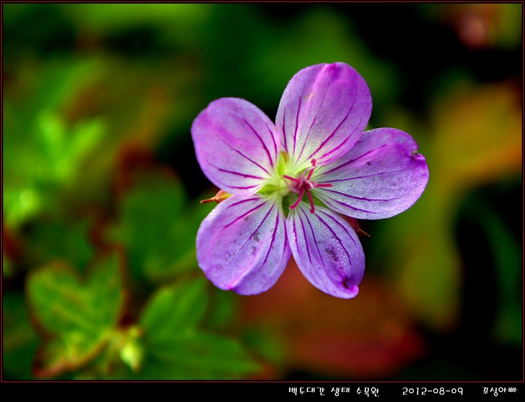 백두대간생태수목원 이미지