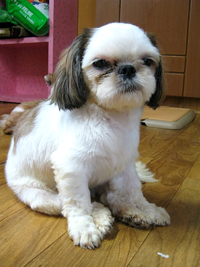 똘이 이미지