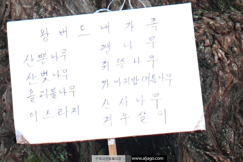 나무가족 이미지