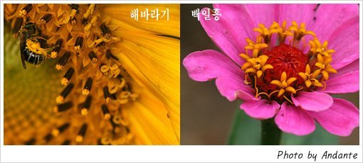 송이와다발 이미지