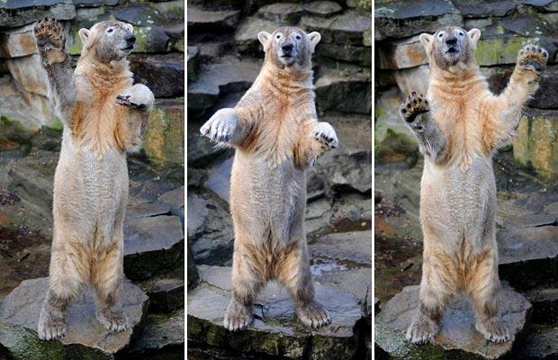 자살한 곰 .jpg | 인스티즈