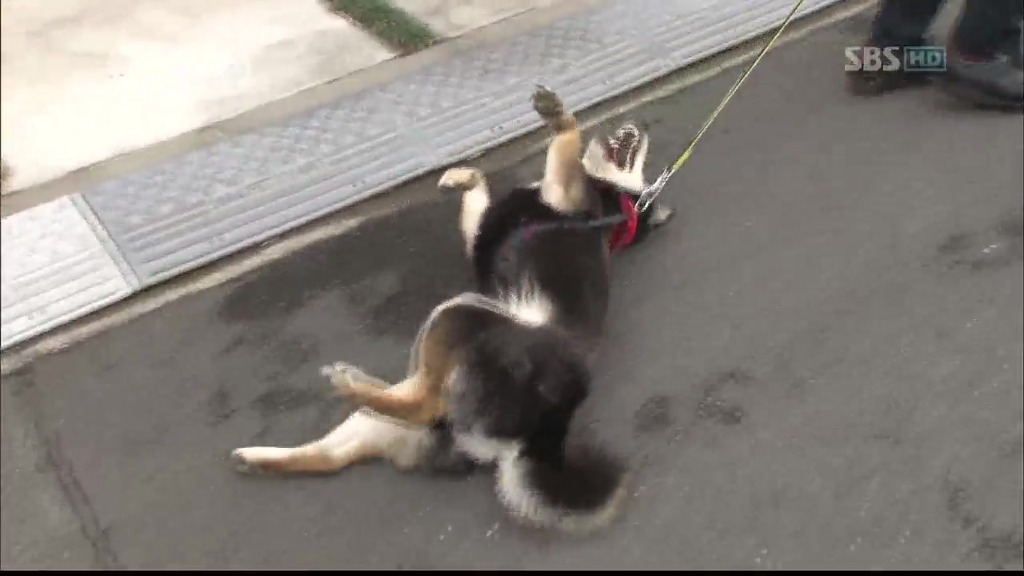 [동물농장] 목줄로 질질 끌려다니는 개.JPG | 인스티즈