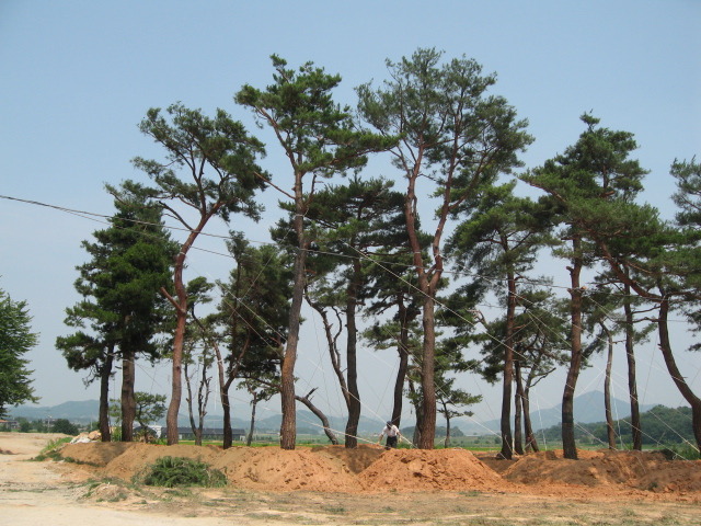소나무주 이미지