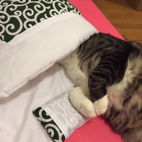고양이 이불 이상과 현실 | 인스티즈