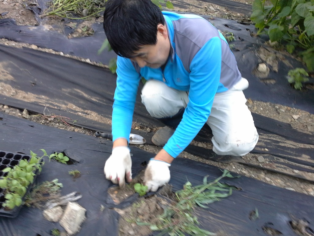 들깨나들이 이미지