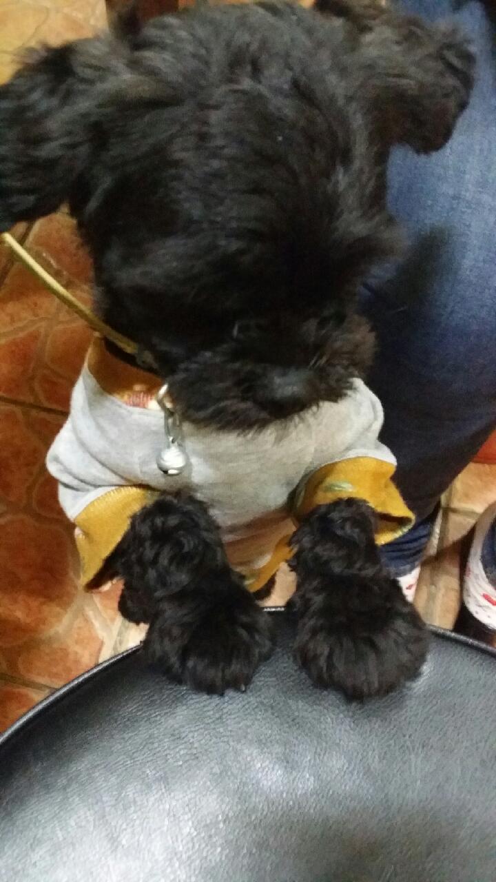 깜상 이미지