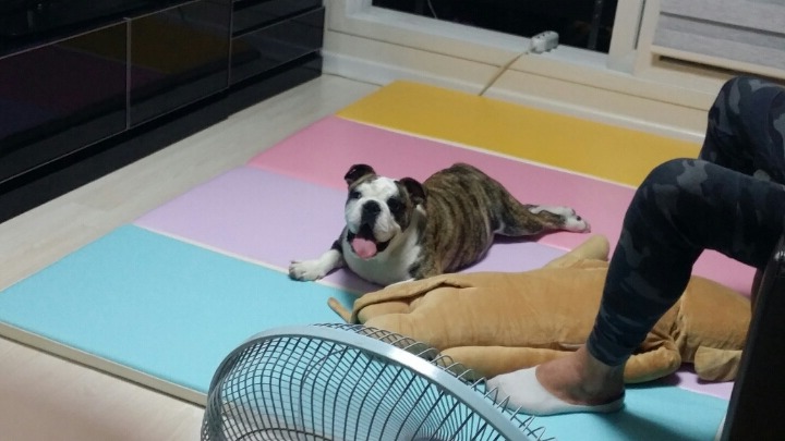애몽 이미지