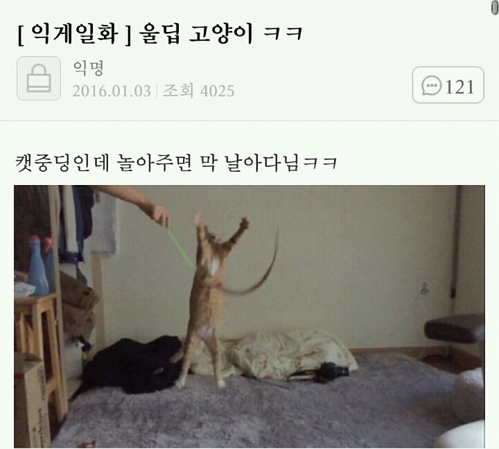 울딥 고양이ㅋㅋ | 인스티즈