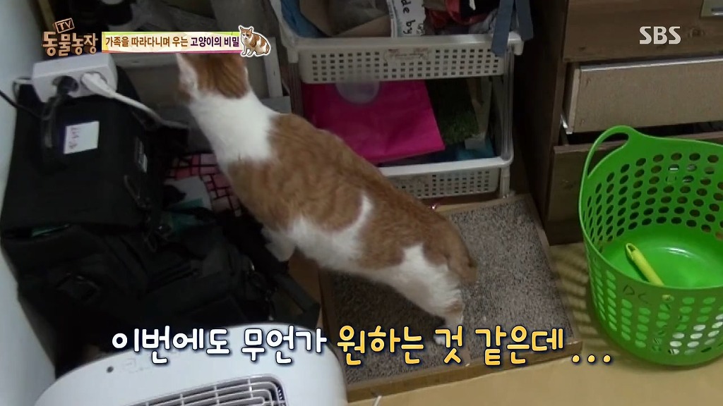 [동물농장] 존트 할말 다 하고 사는 수다쟁이 고양이 쪼롱이ㅋㅋㅋㅋ.jpg | 인스티즈