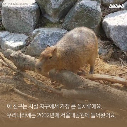 동물들중에 제일 친화력 좋은 친구 '카피바라' | 인스티즈