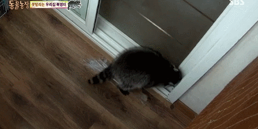라쿤을 집에서 키우면 생기는 일들.gif (문열기가 압권 ㅋㅋ) | 인스티즈