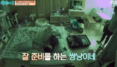 [마리와나] 뚱보냥 호동이 다이어트 시키기 (feat.먼지) | 인스티즈