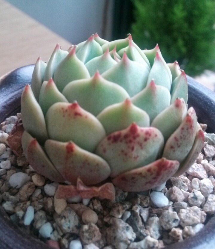 바디스 이미지