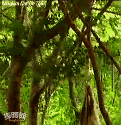 호떡 방해 하는 원숭이.gif | 인스티즈