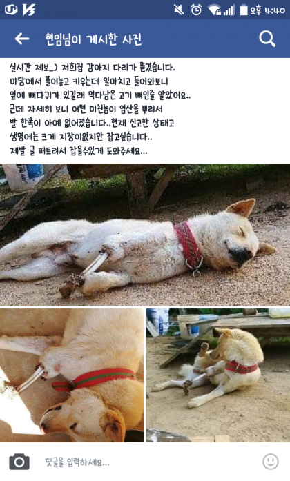 개한테 염산테러 또 발생 | 인스티즈