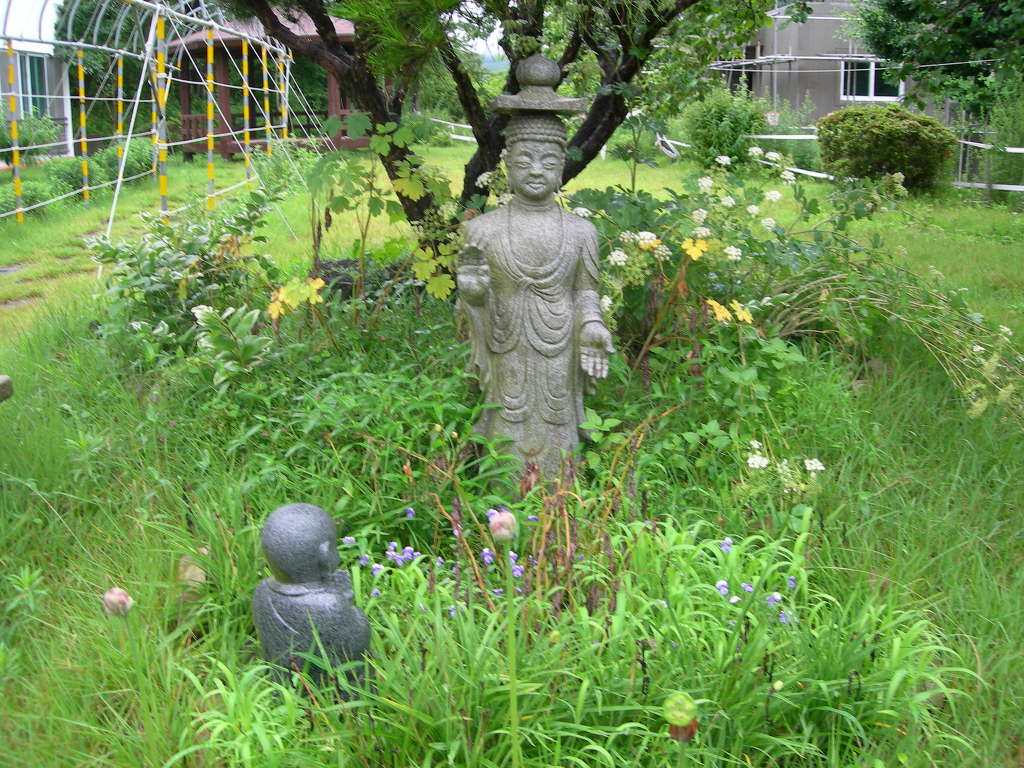 고성보리수 이미지