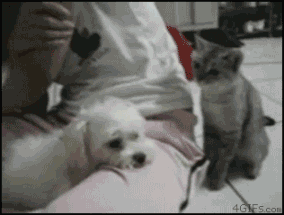 사이 좋은 개와 고양이.gif | 인스티즈