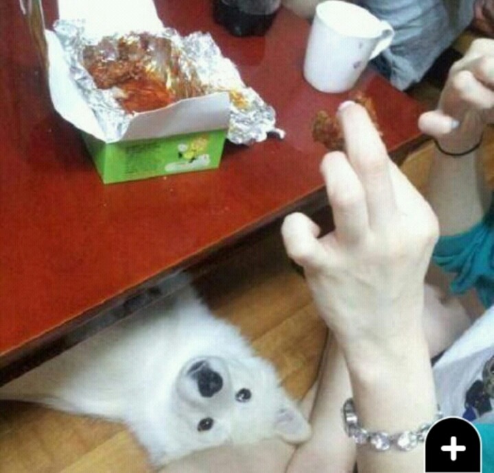 야 솔직히 개가 치킨 한조각 먹는다고 죽냐? | 인스티즈