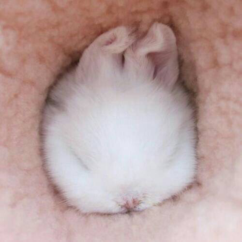 토끼 이미지