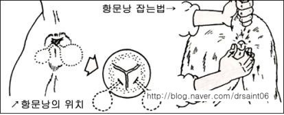 애견인들도 의외로 모르는 항문낭짜기 | 인스티즈