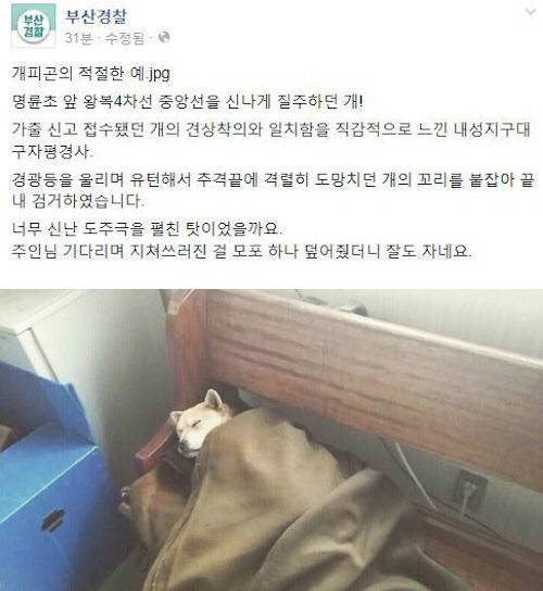 훈훈하다고 돌아다니는 개짤의 진실 (경찰서 잠자는개) ...... jpg | 인스티즈