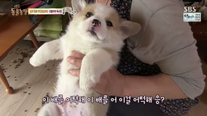 [동물농장] 웰시코기 6남매.jpg | 인스티즈