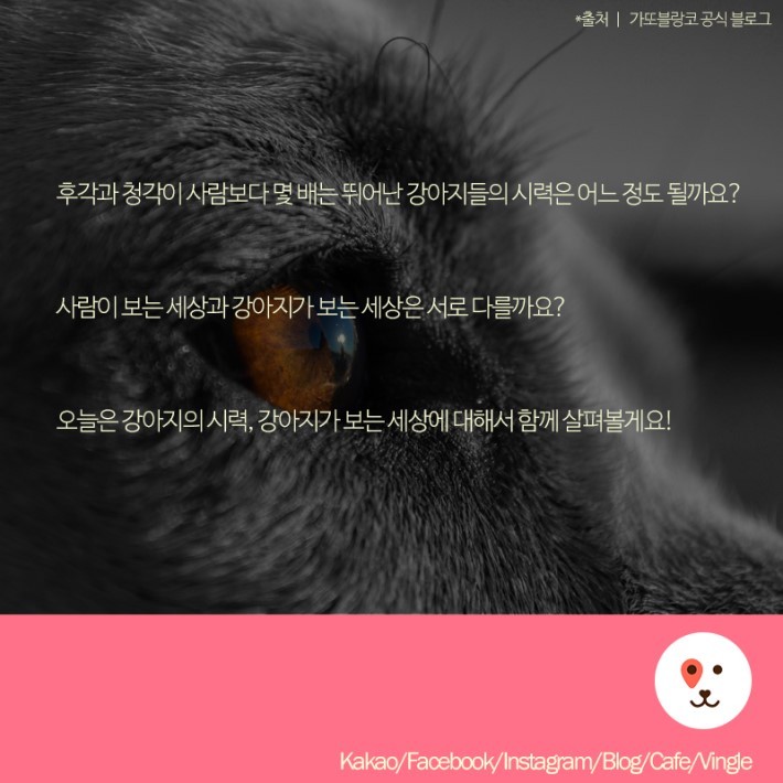 강아지가 보는 세상 | 인스티즈