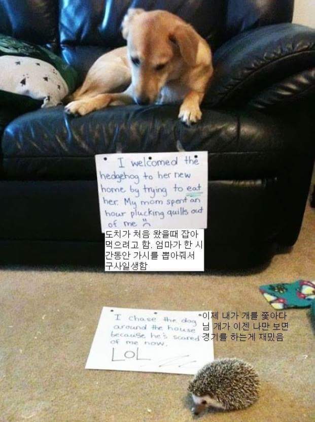 애완동물이 한 잘못들.jpg | 인스티즈