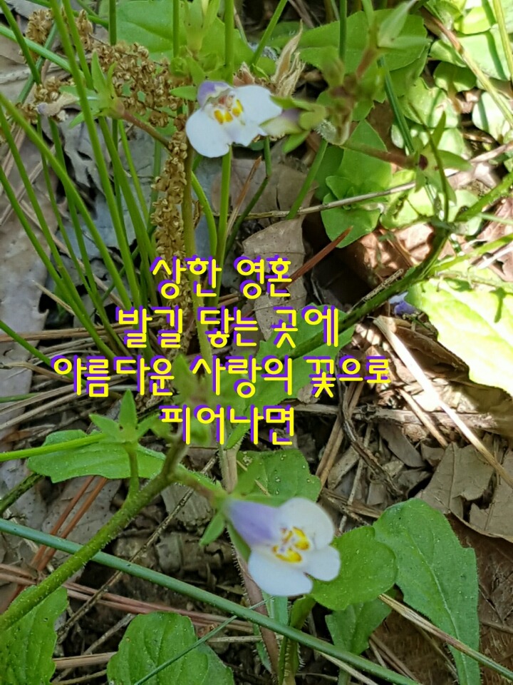 주름잎 이미지